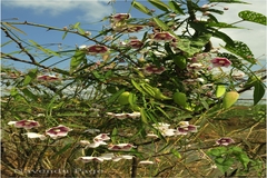 Oxystelma esculentum